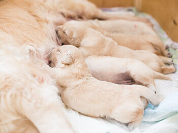 Puppies feeding Хранене на кученца