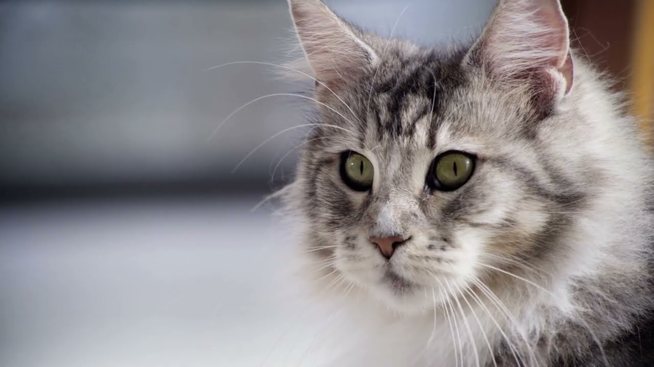 Purina One Bifensis