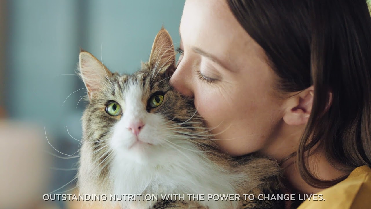Discover the 1st Cat Allergen-Reducing Food from Purina Pro Plan