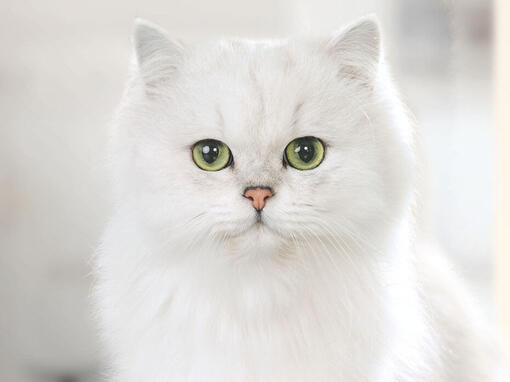 Gourmet бяла котка