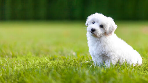 бяло пухкаво куче, седнало на тревата