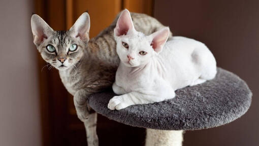 Две котки Девън Рекс дремят заедно