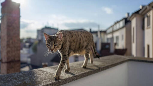 Савана котка се разхожда на балкона